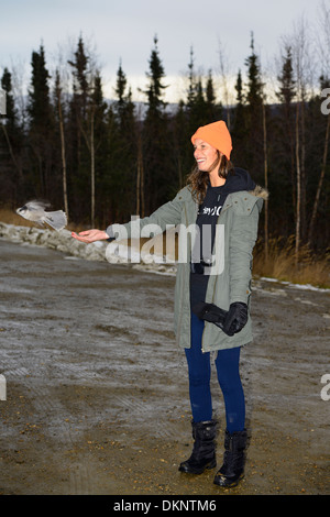 Female tourist hand feeding a gray jay at the stop for the Arctic Circle sign on the Dalton Highway in Alaska USA Stock Photo