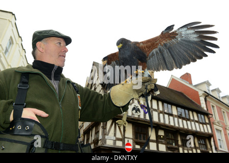 Harry Hamilton and his Harris Hawk 'Molly' on pigeon patrol in Oswestry where she is used to deter the flying vermin from town Stock Photo