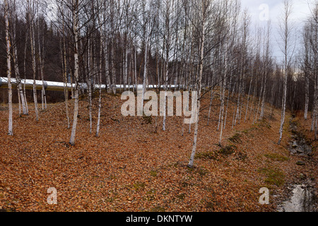 Alyeska elevated Trans Alaska crude oil pipeline near Fairbanks with birch forest and stream in the Fall Stock Photo