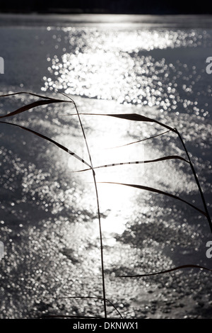 reeds against frozen lake background Stock Photo