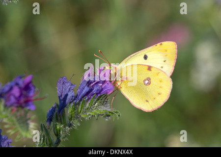 Berger's Clouded Yellow butterfly (Colias alfacariensis) nectaring in early morning sun on the Col des Fillys in the French Alps Stock Photo