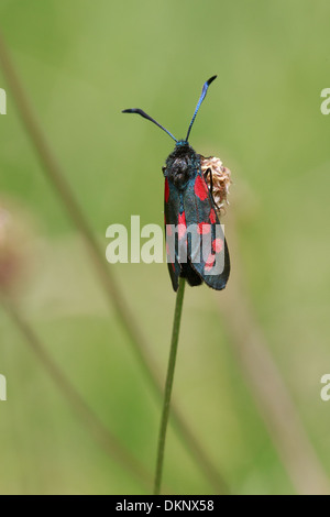 A Five Spot Burnet moth (Zygaena trifolii), basking in early sumer sun on Collard Hill in Somerset Stock Photo