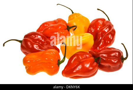 Cayenne pepper or chilli. hot pepper. Capsicum annuum Stock Photo