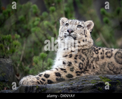 Male snow leopard cub looking up Stock Photo