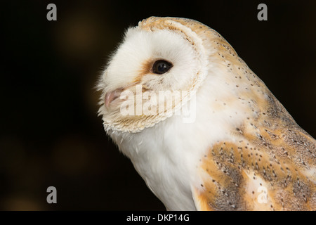 Close-up of Barn owl (Tyto alba), UK