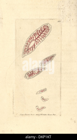 White planaria, Planaria lactea. Stock Photo