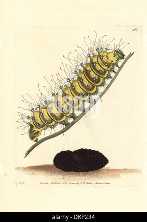 Caterpillar and pupa of the great peacock moth, Saturnia pyri. Stock Photo