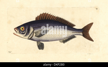 Golden-eyed jobfish, Pristipomoides flavipinnis. Stock Photo