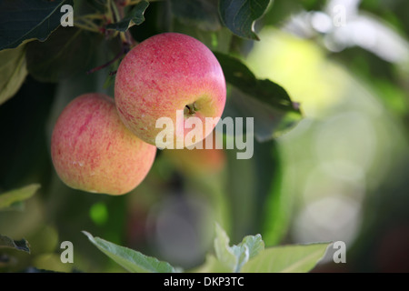 Beautiful apples on apple tree Stock Photo