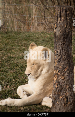 Panthera leo krugeri White lioness sleeping in sun next to a tree at Toronto Zoo Stock Photo