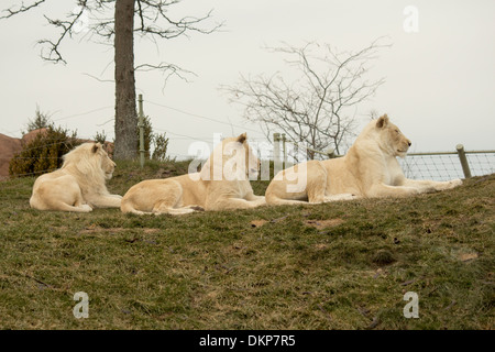 Panthera leo krugeri White lion pride at the Toronto Zoo Stock Photo