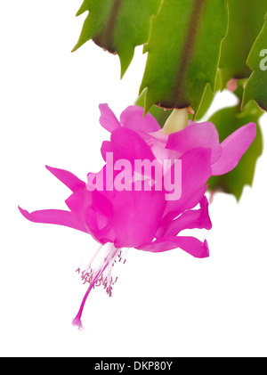 closeup on a beautiful flower of a thanksgiving cactus Stock Photo