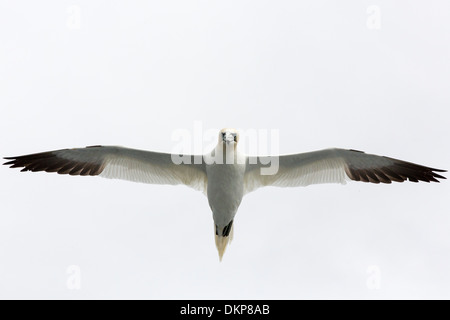 Northern Gannet (Morus bassanus) flying, Noss, Shetland Islands Stock Photo
