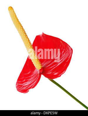 Red anthurium flower isolated on white background. Closeup. Stock Photo