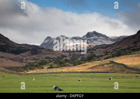 Livestock grazing in rural valley below mountains Stock Photo