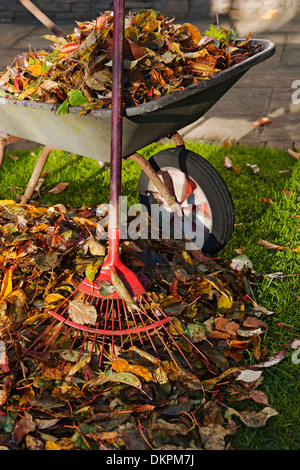 Close up collecting pile of fallen leaves on grass lawn raking filling a wheelbarrow and rake in autumn England UK United Kingdom GB Great Britain Stock Photo
