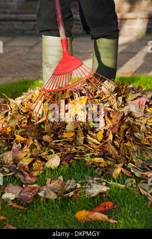 Man person gardener collecting fallen leaves the garden in autumn England UK United Kingdom GB Great Britain Stock Photo