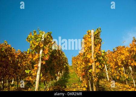 Ahrtal cultivation outhouse cultivation mountain slope leaves Germany Eifel Europe autumn autumn colors autumnal scenery Stock Photo