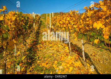 Ahrtal cultivation outhouse cultivation mountain slope leaves Germany Eifel Europe autumn autumn colors autumnal scenery Stock Photo