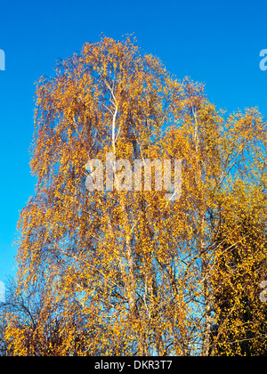 Autumn leaf colour on Silver Birch / Betula pendula tree - France. Stock Photo