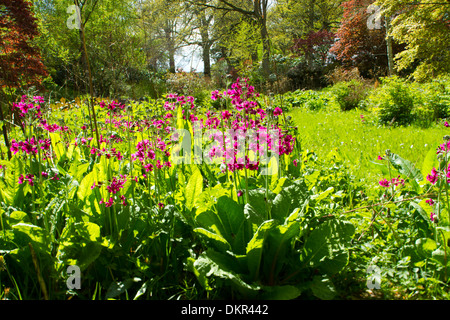 Candelabra Primrose (Primula pulverulenta) flowering. Naturalized in a woodland garden. Powys, Wales. May. Stock Photo