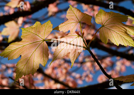 Spring leaves of a cultivated variety of Sycamore (Acer pseudoplatanus) 'Brilliantissimum'. Powys, Wales. May. Stock Photo