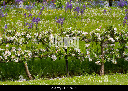 Apple trees grown as two-tiered espaliers flowering in a garden. Herefordshire, England. May. Stock Photo