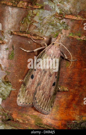 Bee Moth (Aphomia sociella) adult female resting on birch bark. Powys, Wales. June. Stock Photo
