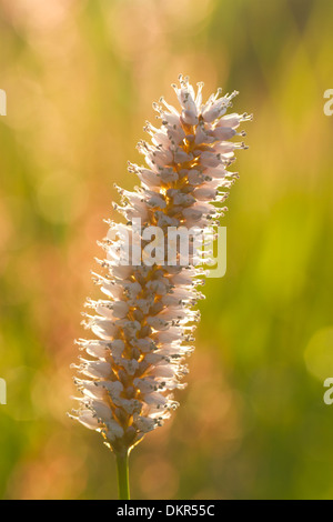 Common bistort (Persicaria bistorta) flowerspike. Pembrokeshire, Wales. June. Stock Photo
