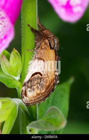 Pebble Prominent moth (Notodonta ziczac) adult resting on a foxglove. Powys, Wales. July. Stock Photo