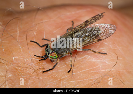 Cleg or Horse-fly (Haematopota pluvialis) biting the photographers hand. Powys, Wales. July. Stock Photo