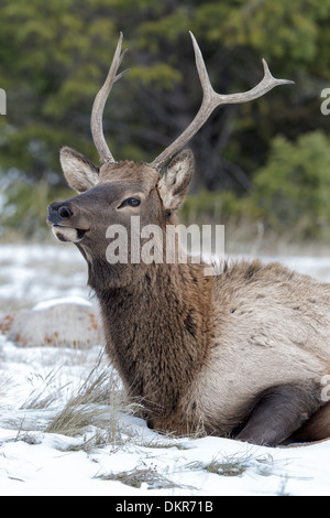 A young Bull Elk in the snow Stock Photo