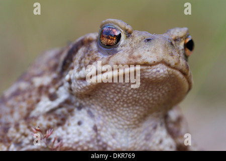 Close-up of a Common Toad (Bufo bufo). Powys, Wales. July. Stock Photo