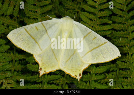 Swallow-tailed Moth (Ourapteryx sambucaria) adult resting on ferns. Powys, Wales. July. Stock Photo