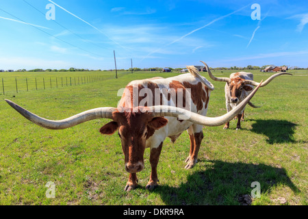 Canton, Texas, longhorn, cattle, cow, agriculture, animal, USA, Stock Photo