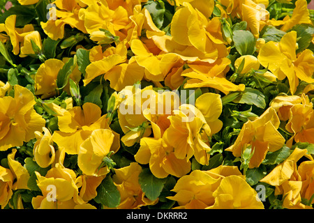 Flower bed of yellow pansies in bloom. Stock Photo