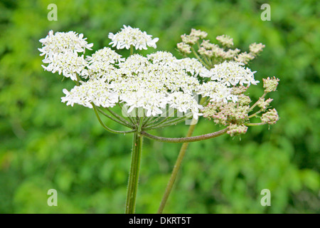 Close up of an elderflower against a green background. Stock Photo