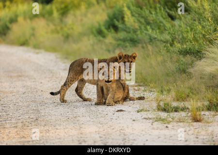 Two lion cubs interrupt their play to look photographer in Etosha National Park, Namibia