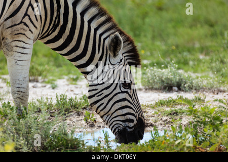 Closeup of zebra's face drinking from puddle in Namib-Etosha National Park, Africa.