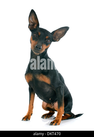 purebred miniature pinscher in front of white background Stock Photo