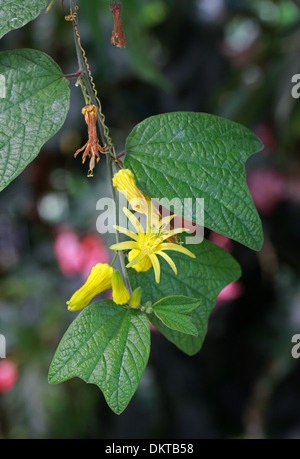 Citrus-Yellow Passion Flower, Passionflower, Passion Vine, Passionvine, Passiflora citrina, Passifloraceae. Honduras.