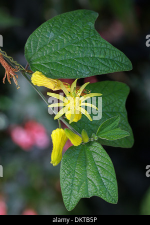 Citrus-Yellow Passion Flower, Passionflower, Passion Vine, Passionvine, Passiflora citrina, Passifloraceae. Honduras.