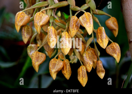 Jenisch's Stanhopea, Stanhopea jenischiana, Orchidaceae. Tropical South America. Panama, Venezuela, Colombia, Ecuador and Peru.