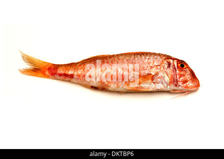 Red mullet on a white background Stock Photo