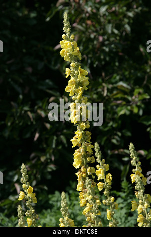 White Mullein, Verbascum lychnitis, Scrophulariaceae. Stock Photo