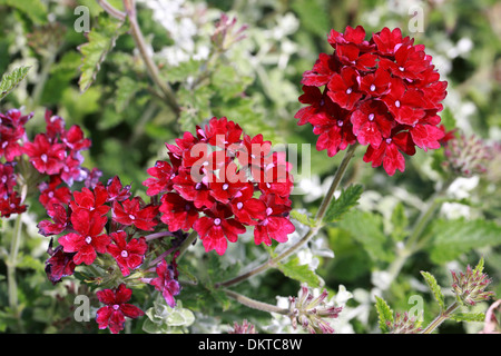 Red Garden Verbena, Garden Vervain, Verbena x hybrida, Verbenaceae. Stock Photo