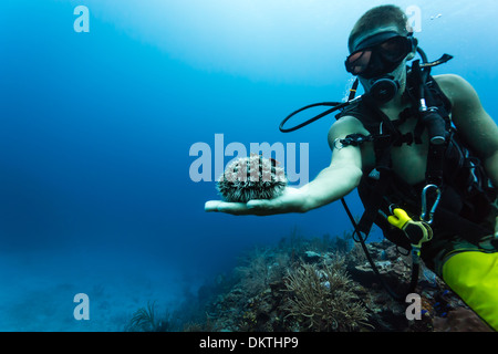 Scuba diver displays sea urchin on hand while diving at coral reef Stock Photo