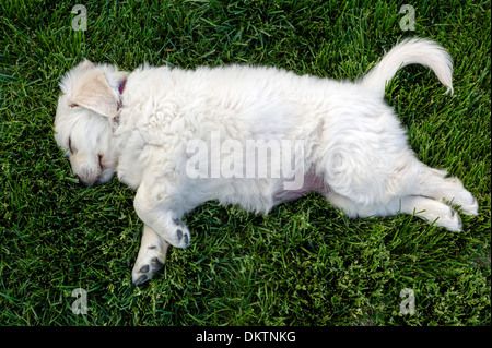 Platinum colored Golden Retriever puppy sleeping on the grass. Stock Photo
