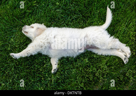 Platinum colored Golden Retriever puppy sleeping on the grass. Stock Photo
