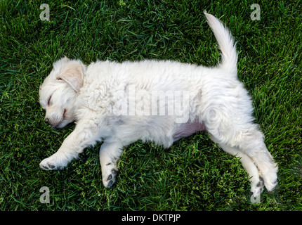 Platinum colored Golden Retriever puppy sleeping on the grass. Stock Photo